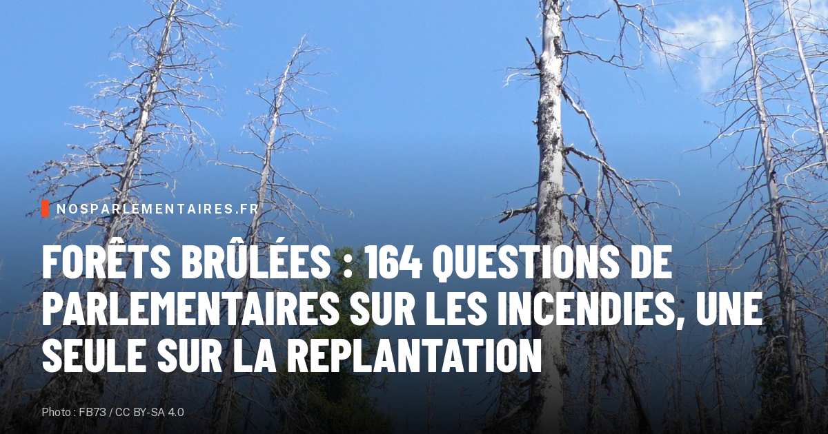Forêts brûlées : 164 questions de parlementaires sur les incendies, une seule sur la replantation