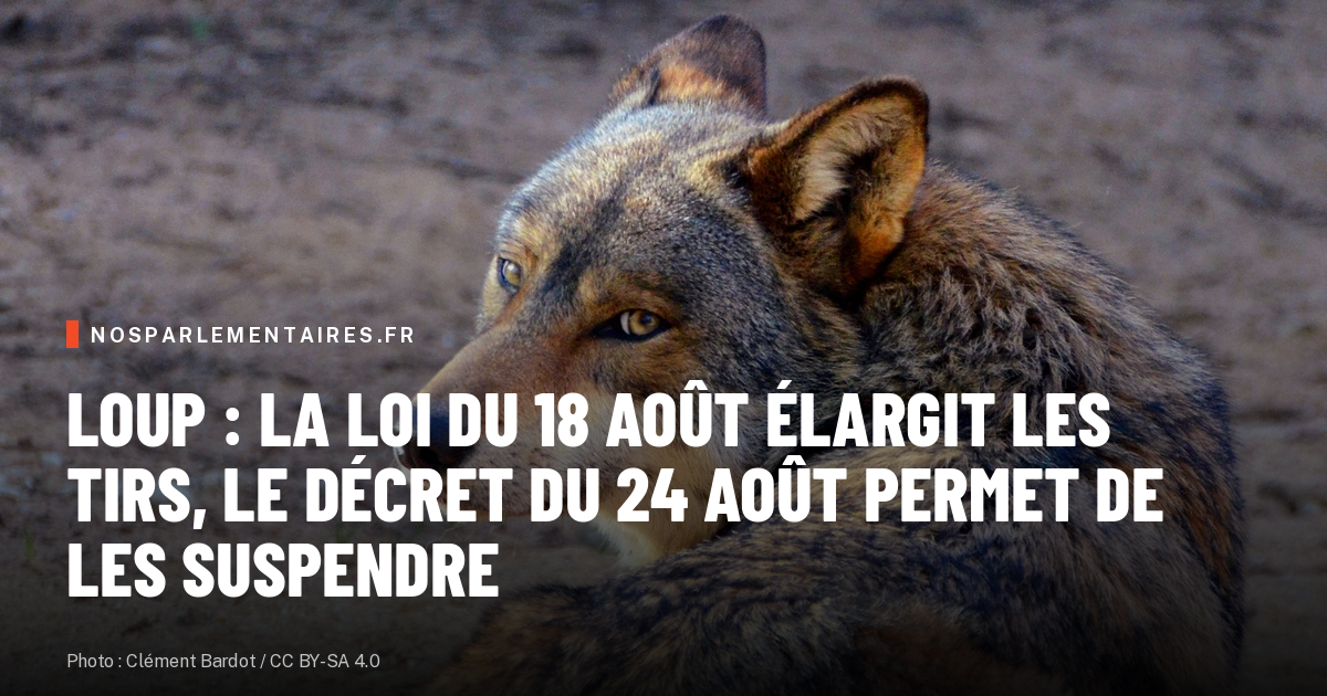 Loup : la loi du 18 août élargit les tirs, le décret du 24 août permet de les suspendre